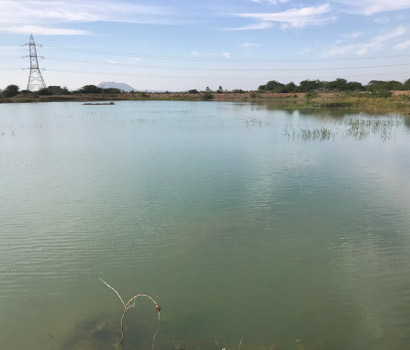 Pond at Palasava village jpg