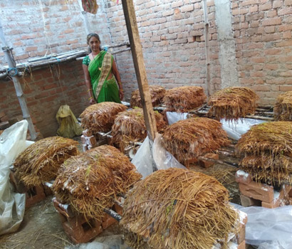 Amarbai - with her mushroom production
